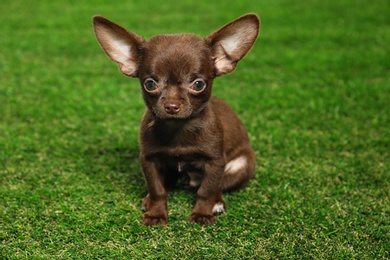 Photo of Cute small Chihuahua dog on green grass