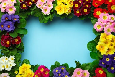 Photo of Frame of Primrose Primula Vulgaris flowers on light blue background, flat lay with space for text. Spring season