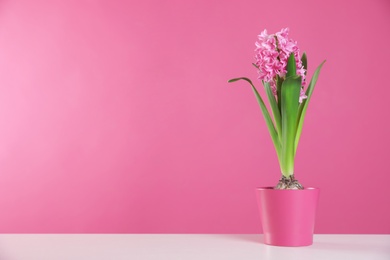 Photo of Beautiful hyacinth in pot on table against color background, space for text. Spring flower