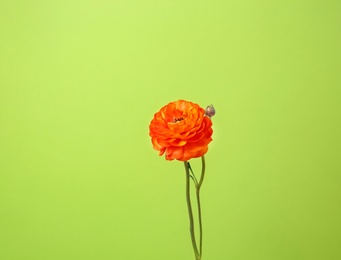 Photo of Beautiful ranunculus flower on color background