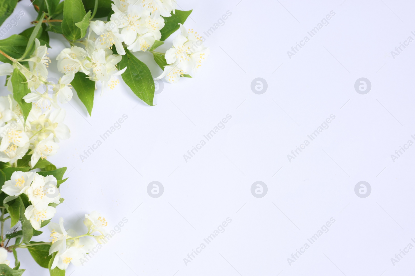 Photo of Beautiful jasmine flowers on white background, top view. Space for text