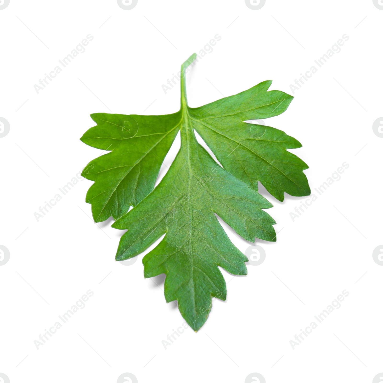 Photo of Fresh green organic parsley on white background