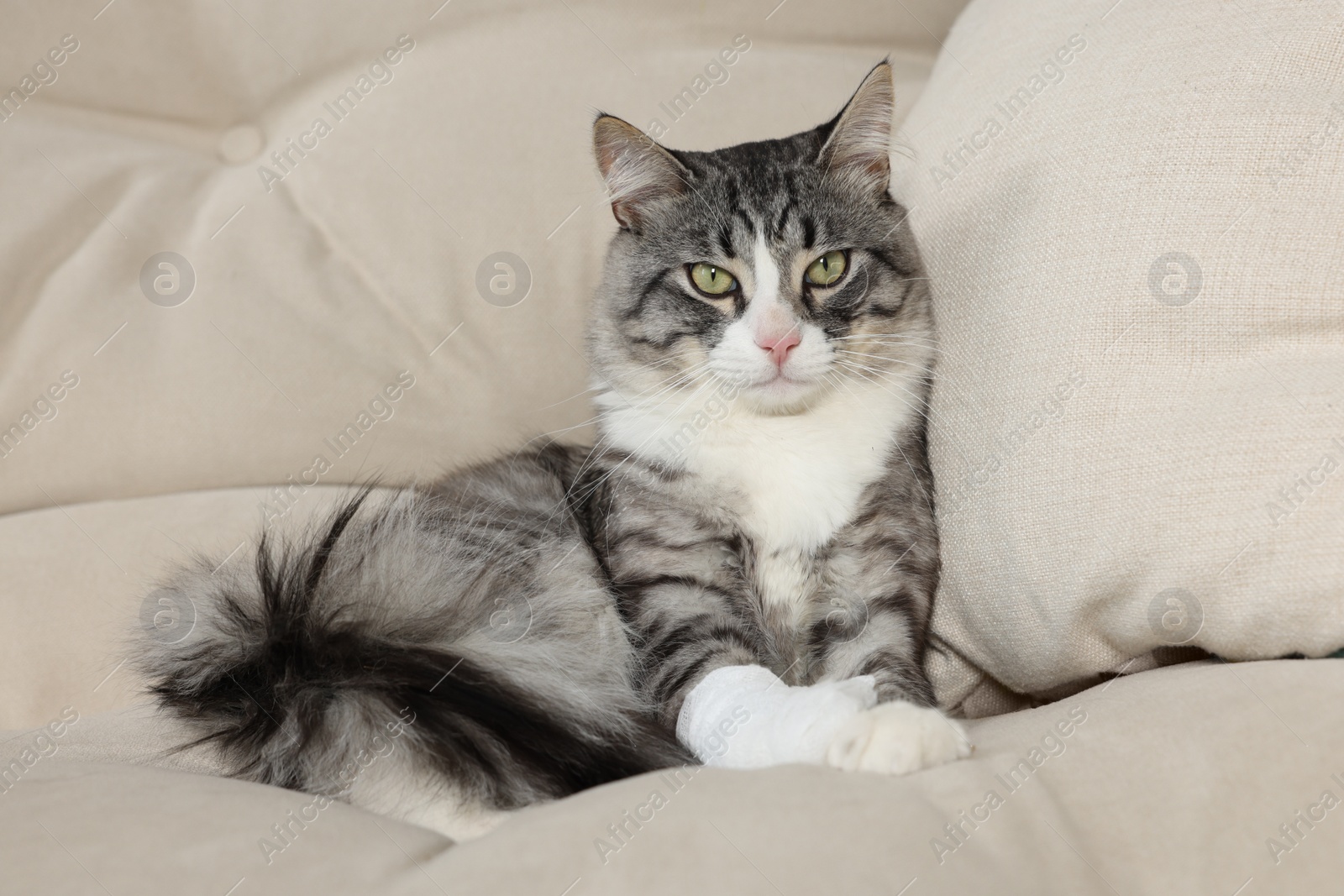 Photo of Cute cat with paw wrapped in medical bandage on sofa indoors