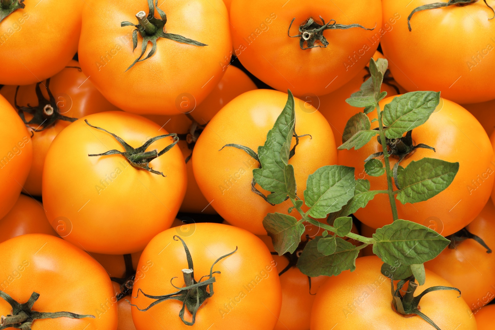 Photo of Fresh ripe yellow tomatoes as background, closeup view