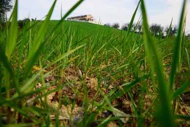 Photo of Clay soil field with lush green grass