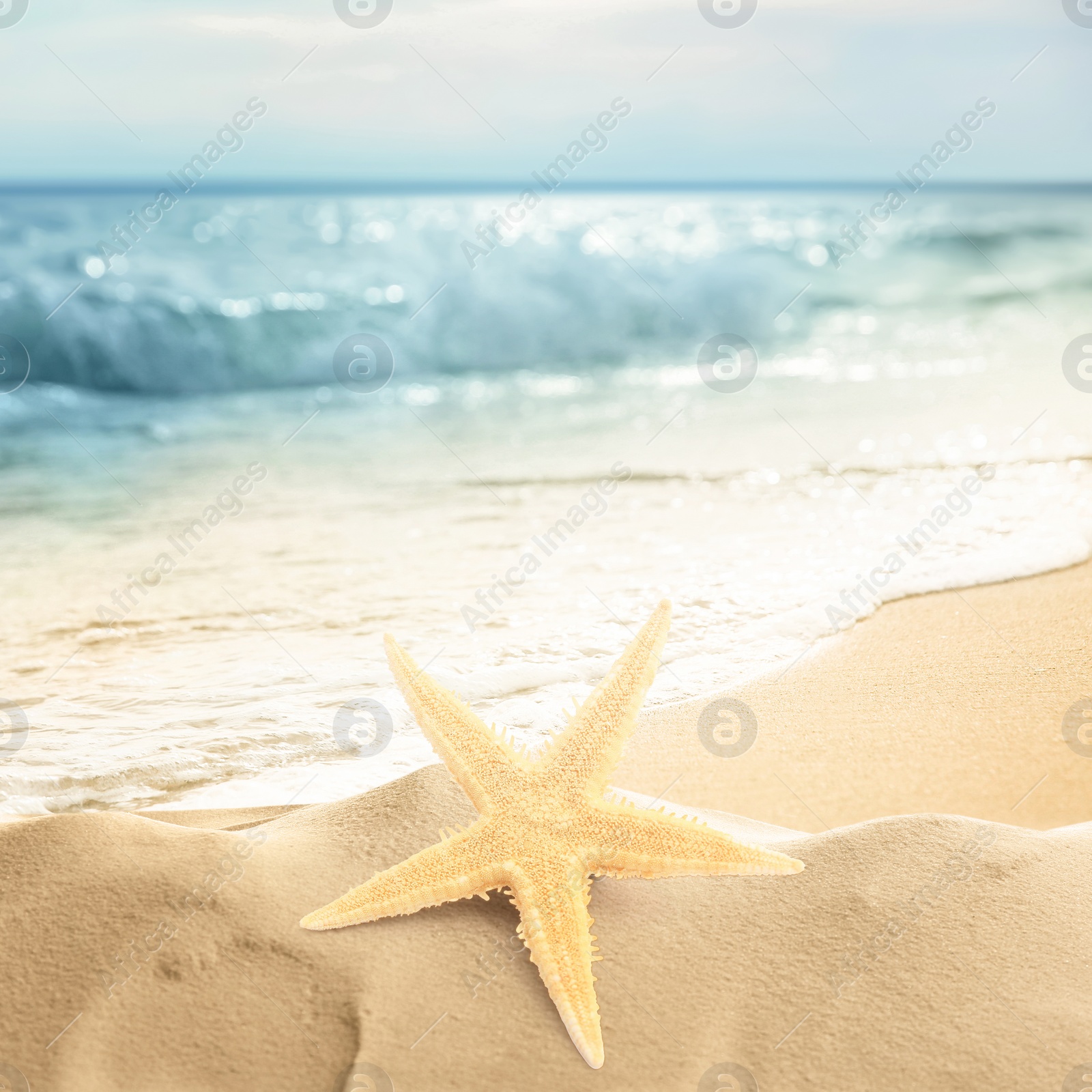 Image of Beautiful starfish on sandy beach near sea, space for text