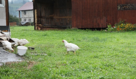 Photo of White chicken on green grass in yard
