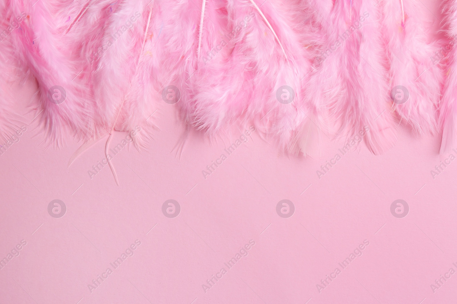 Photo of Bright feathers on pink background, flat lay. Space for text