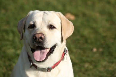 Photo of Yellow Labrador outdoors on sunny day, closeup. Space for text