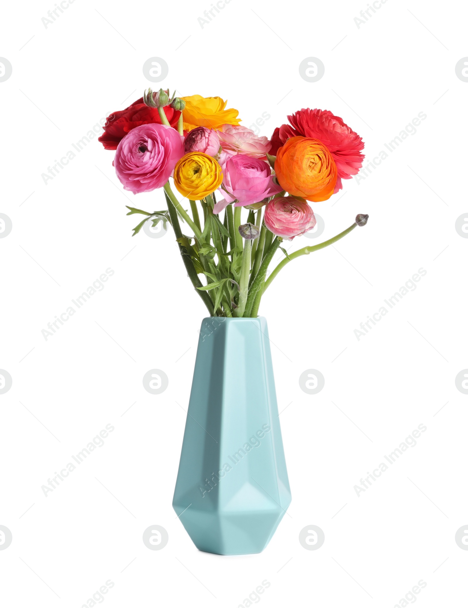 Photo of Beautiful fresh ranunculus flowers in vase on white background