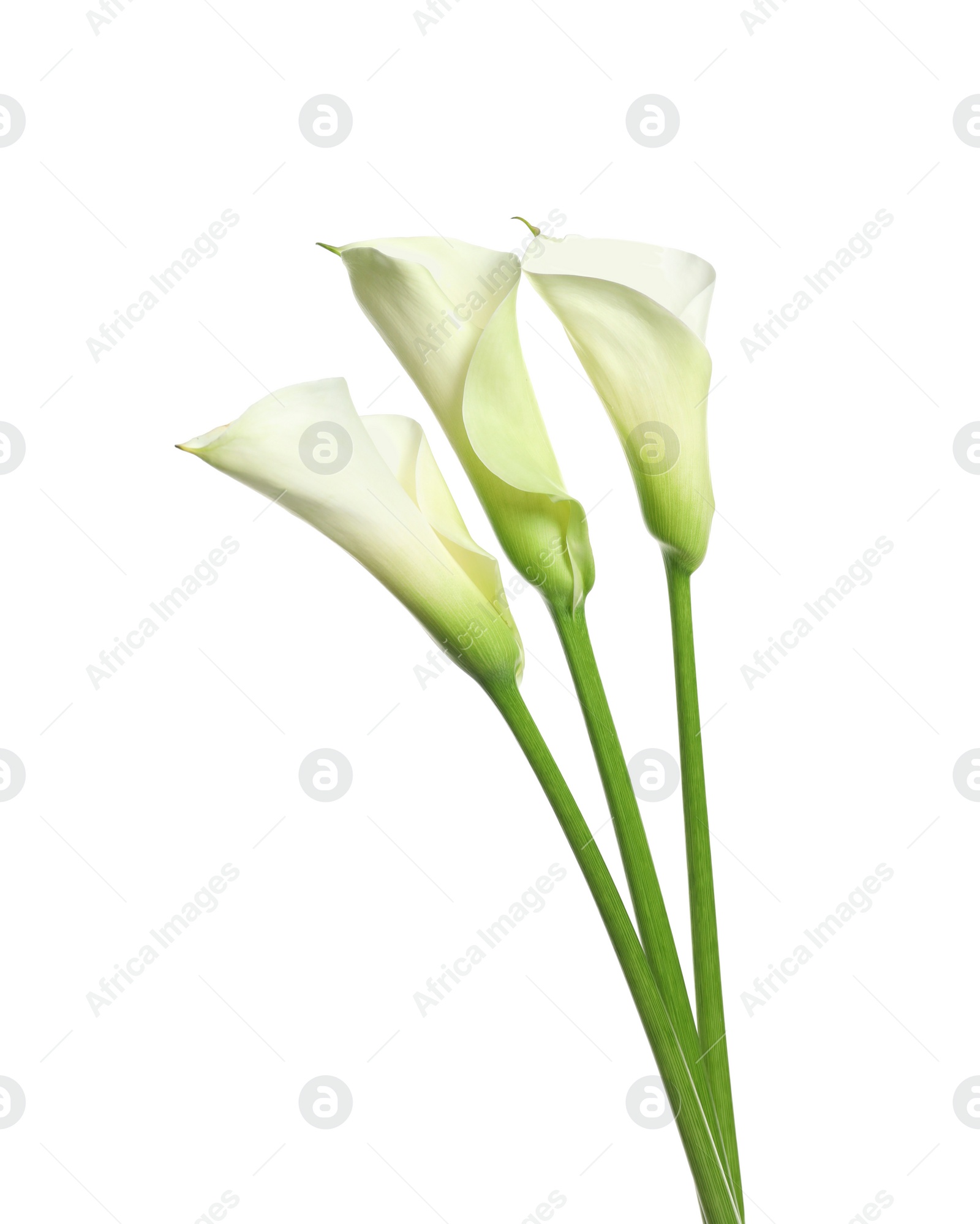 Photo of Beautiful calla lily flowers on white background