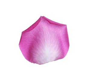 Photo of Pink rose flower petal on white background