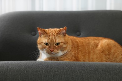 Photo of Cute ginger cat lying on sofa at home
