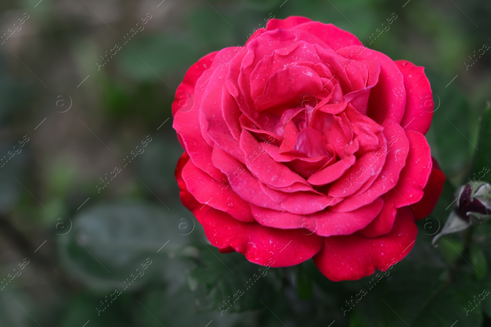 Photo of Beautiful pink rose flower blooming outdoors, closeup