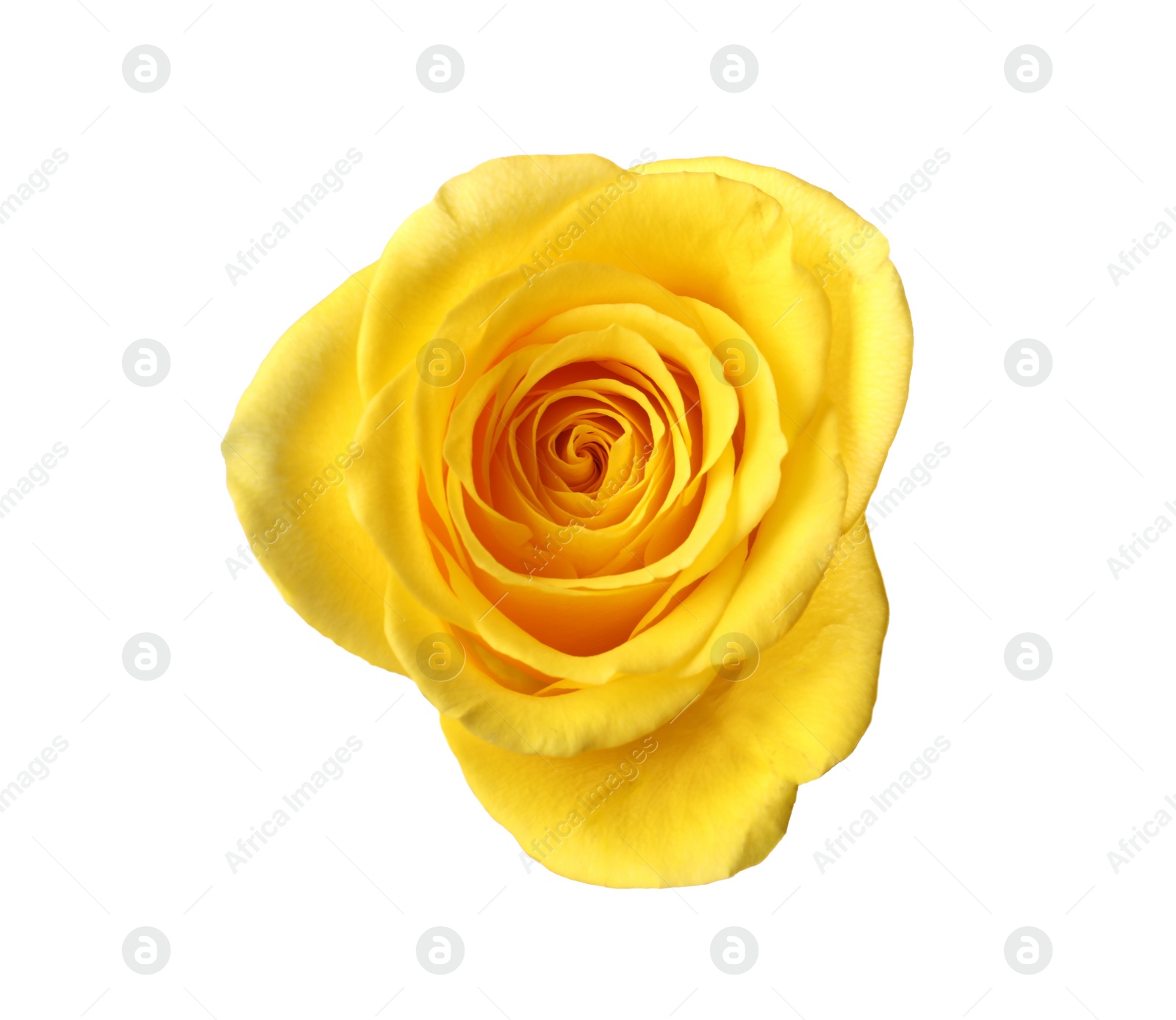 Photo of Beautiful fresh yellow rose isolated on white