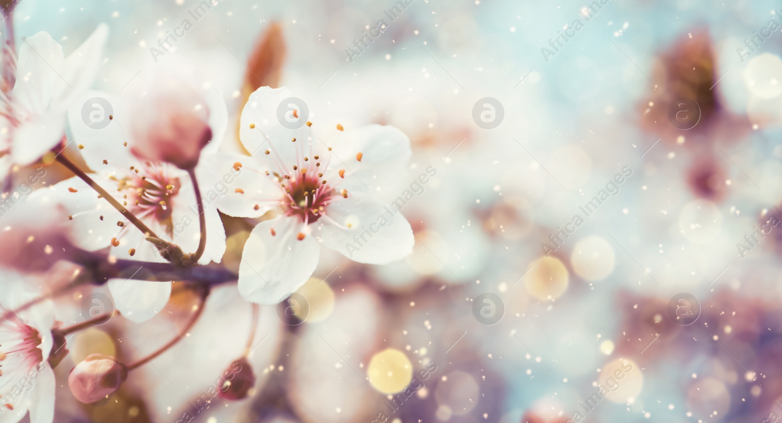 Image of Closeup view of blossoming tree outdoors on spring day, banner design