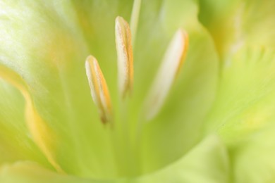 Photo of Beautiful light green Gladiolus flower as background, macro view