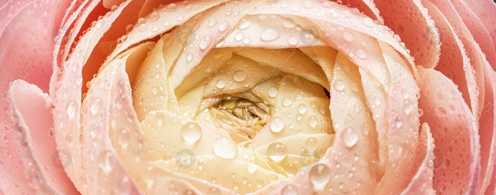 Image of Beautiful ranunculus flower with drops of water, closeup. Banner design