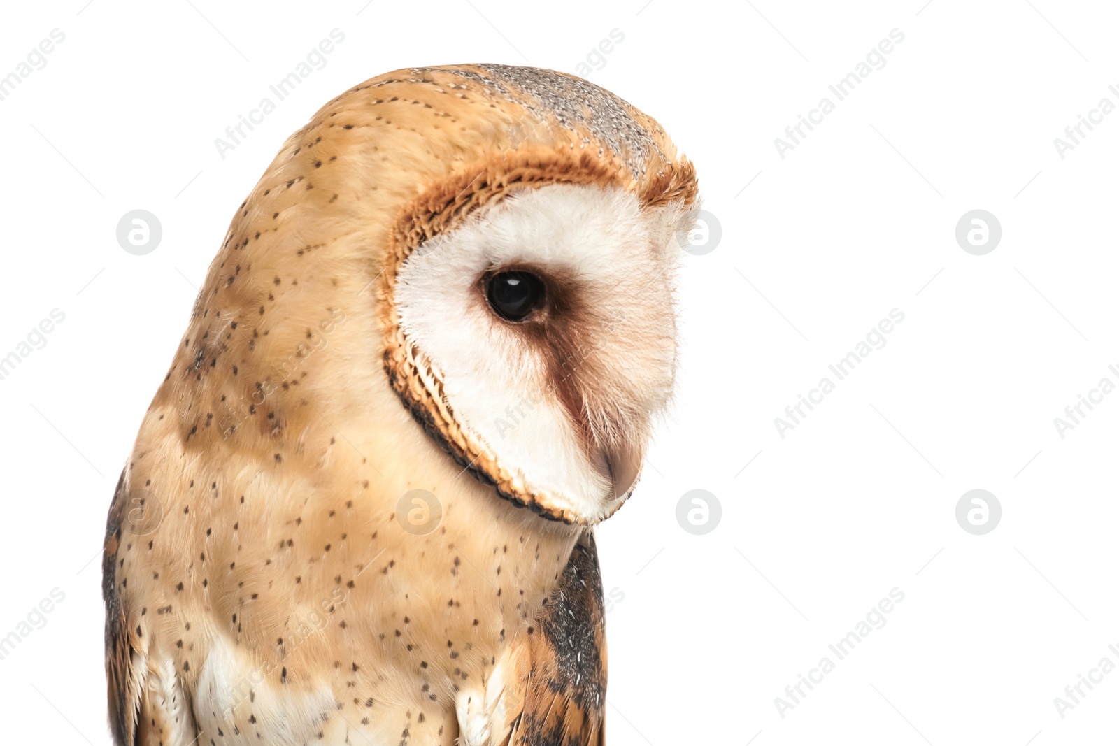 Photo of Beautiful common barn owl on white background, closeup