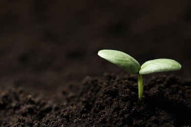 Photo of Young seedling growing in soil, closeup. Space for text