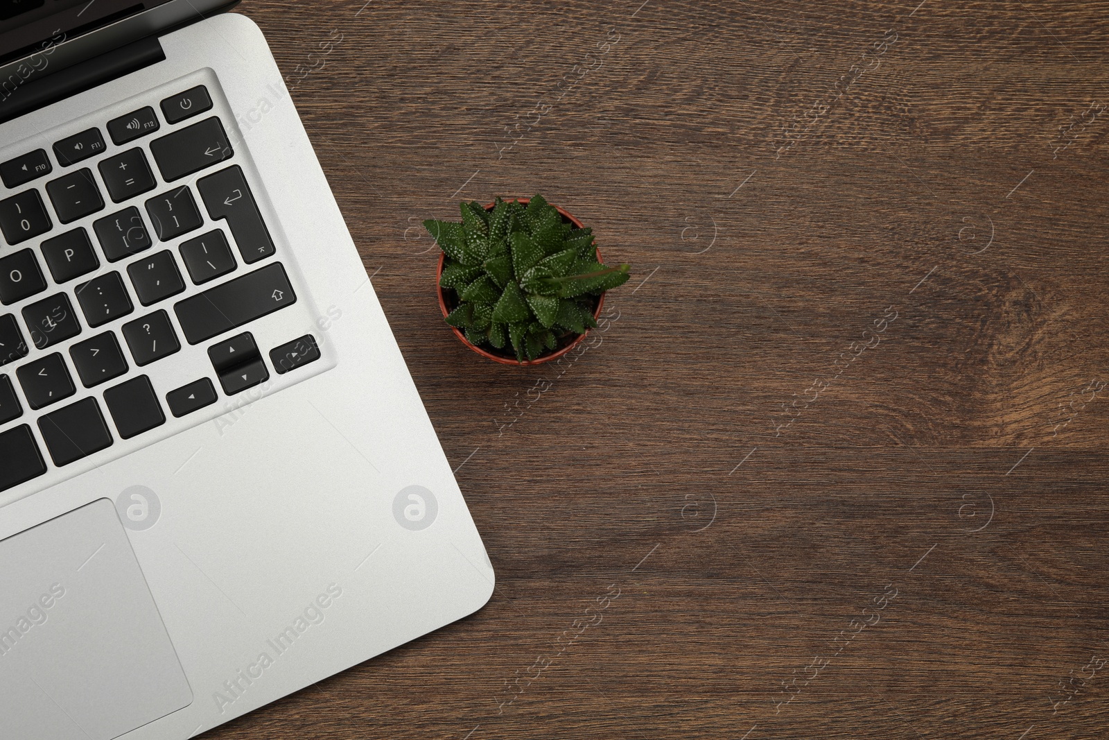 Photo of Modern laptop and houseplant on wooden table, flat lay. Space for text