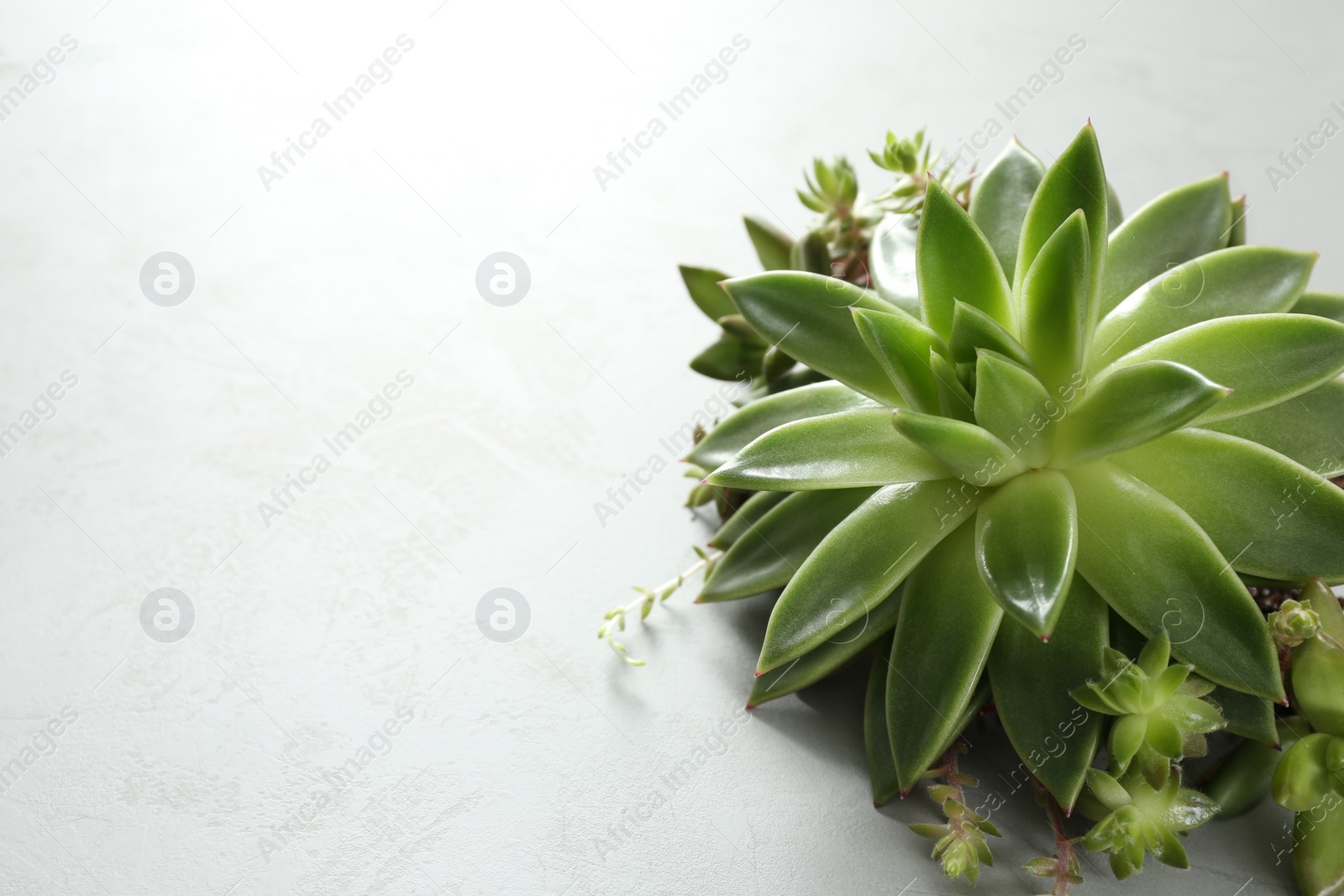 Photo of Beautiful echeveria on light grey background, space for text. Succulent plant