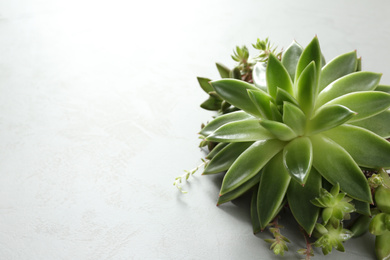 Beautiful echeveria on light grey background, space for text. Succulent plant