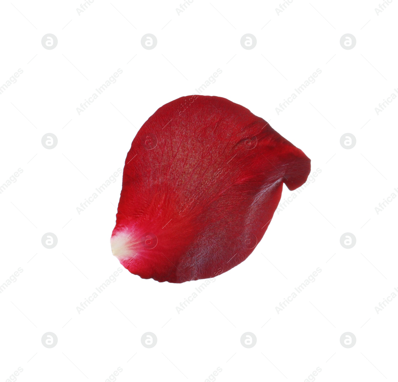 Photo of Red rose flower petal on white background