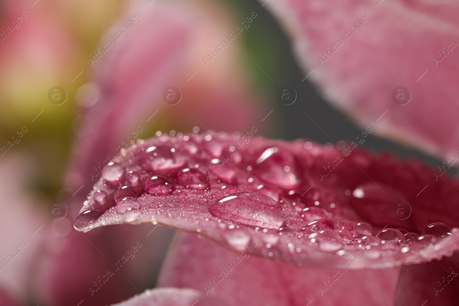 Photo of Closeup view of beautiful blooming flower with dew drops