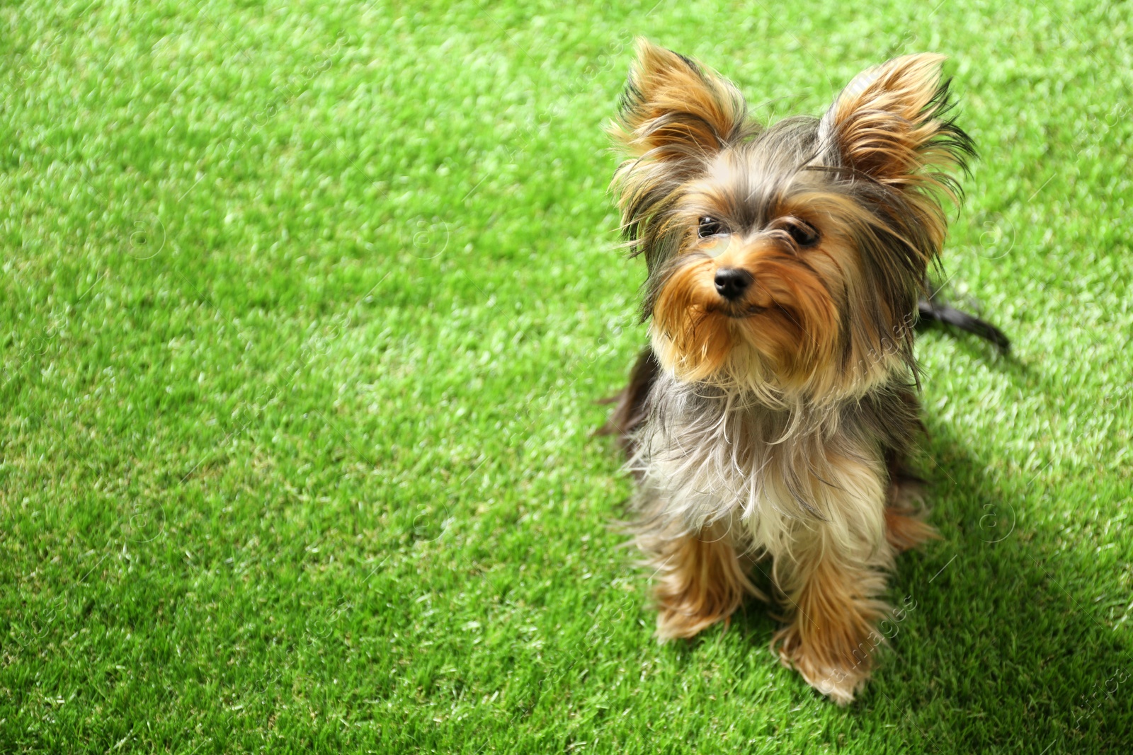 Photo of Adorable Yorkshire terrier on green grass, space for text. Cute dog