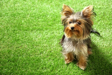 Photo of Adorable Yorkshire terrier on green grass, space for text. Cute dog