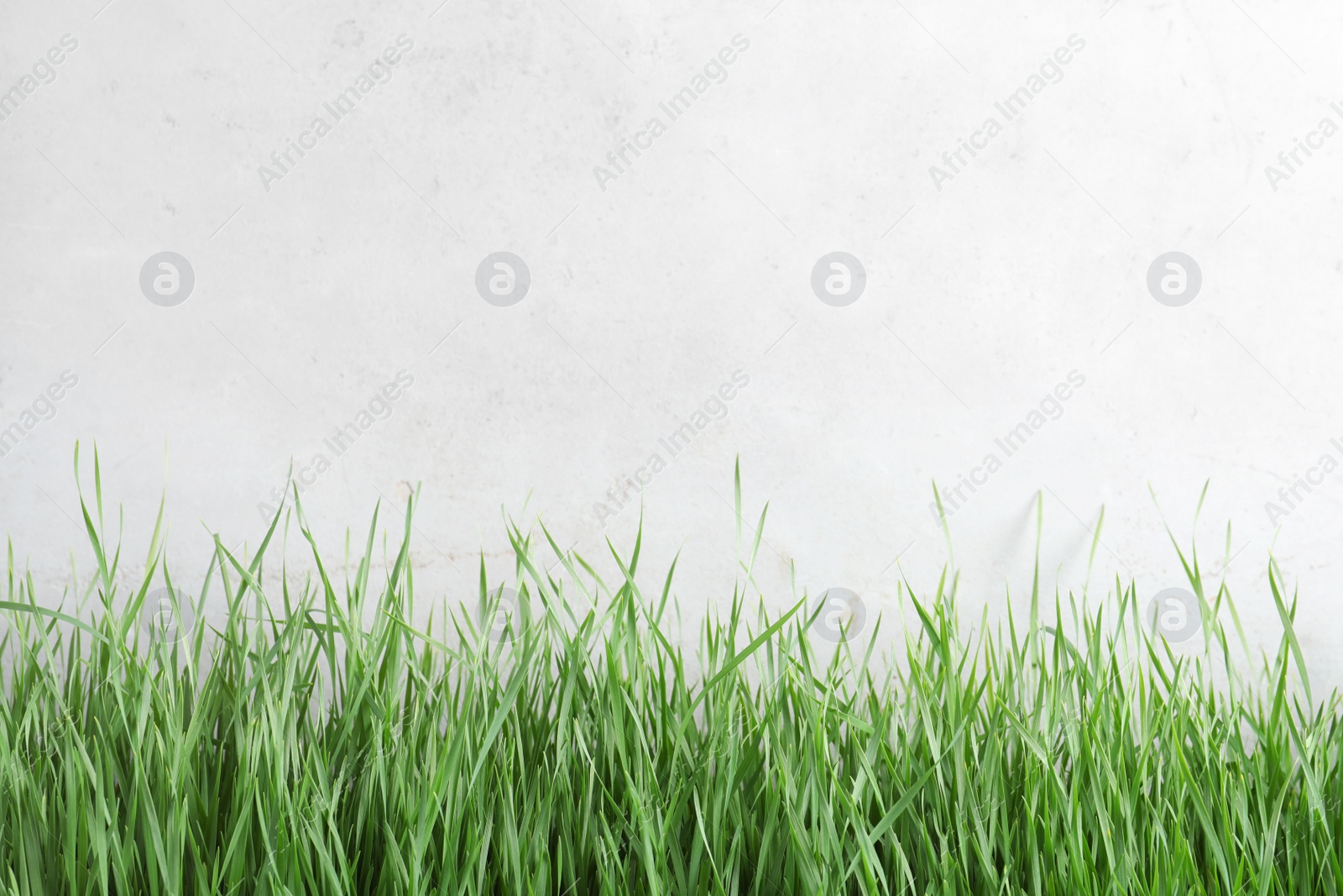 Photo of Fresh green grass near light fence. Space for text