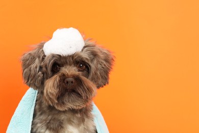 Photo of Cute Maltipoo dog with towel and foam on orange background, space for text. Lovely pet