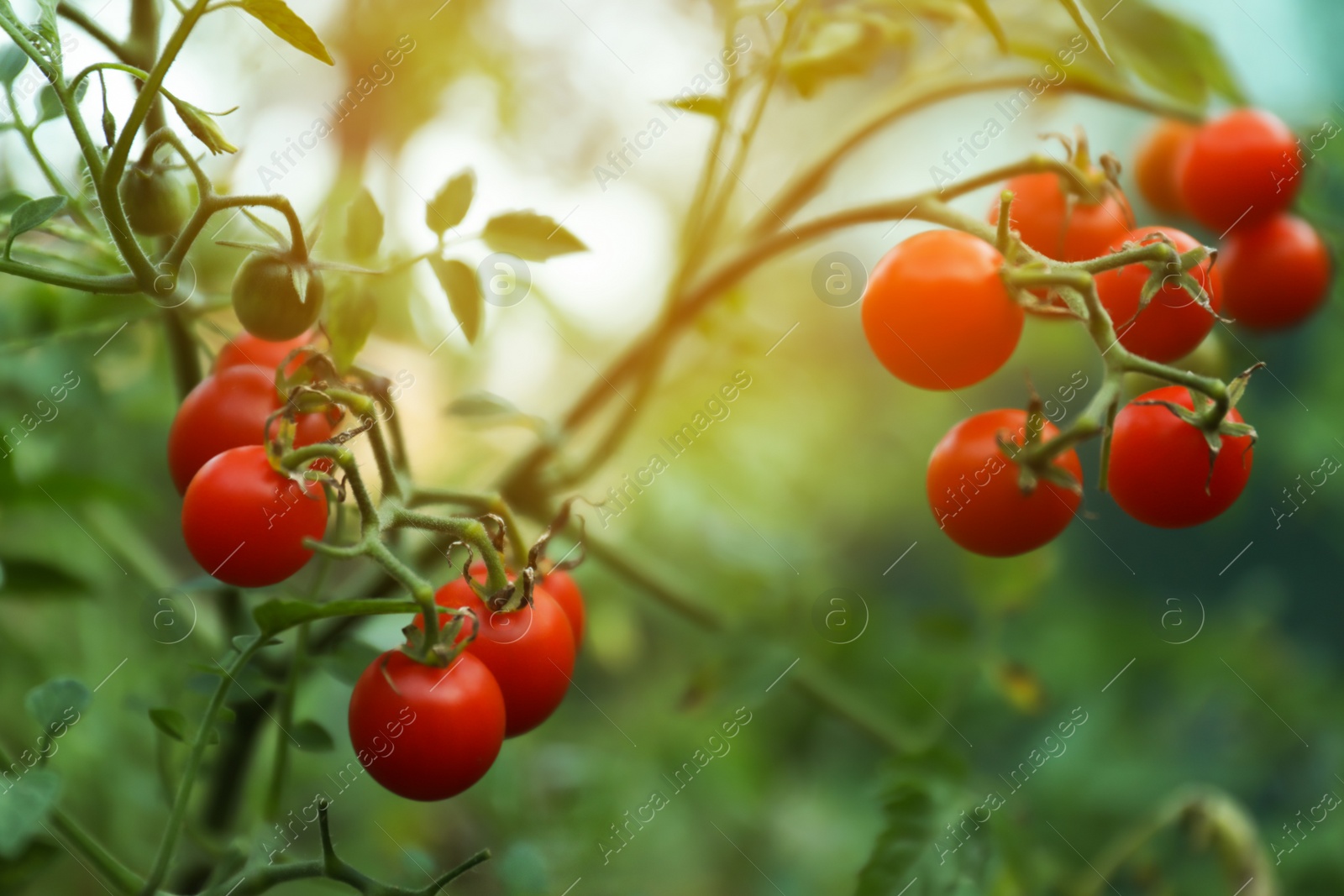 Photo of Tasty ripe tomatoes on bush outdoors, closeup