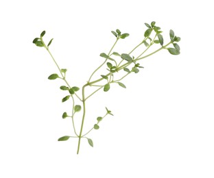 Aromatic green marjoram sprig isolated on white. Fresh herb