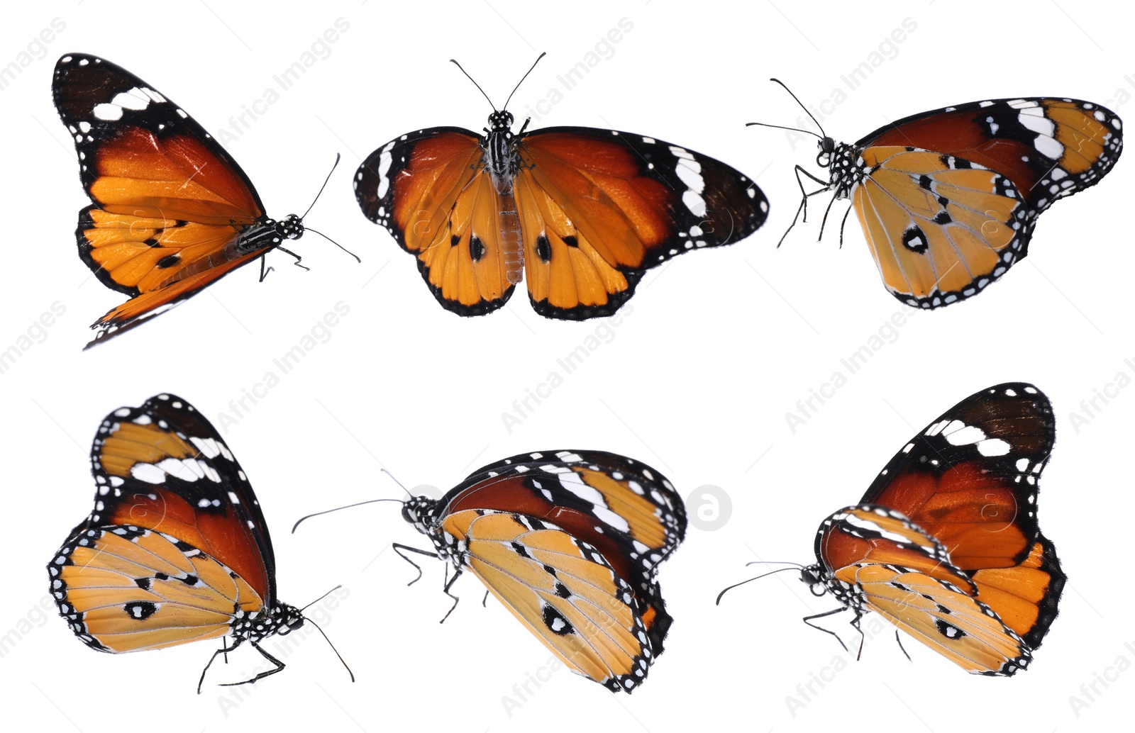 Image of Set of beautiful plain tiger butterflies on white background