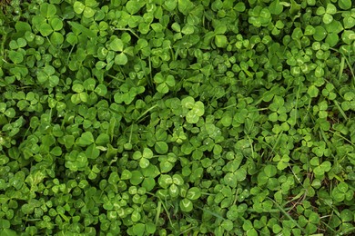 Photo of Beautiful green clover leaves and grass with water drops, top view