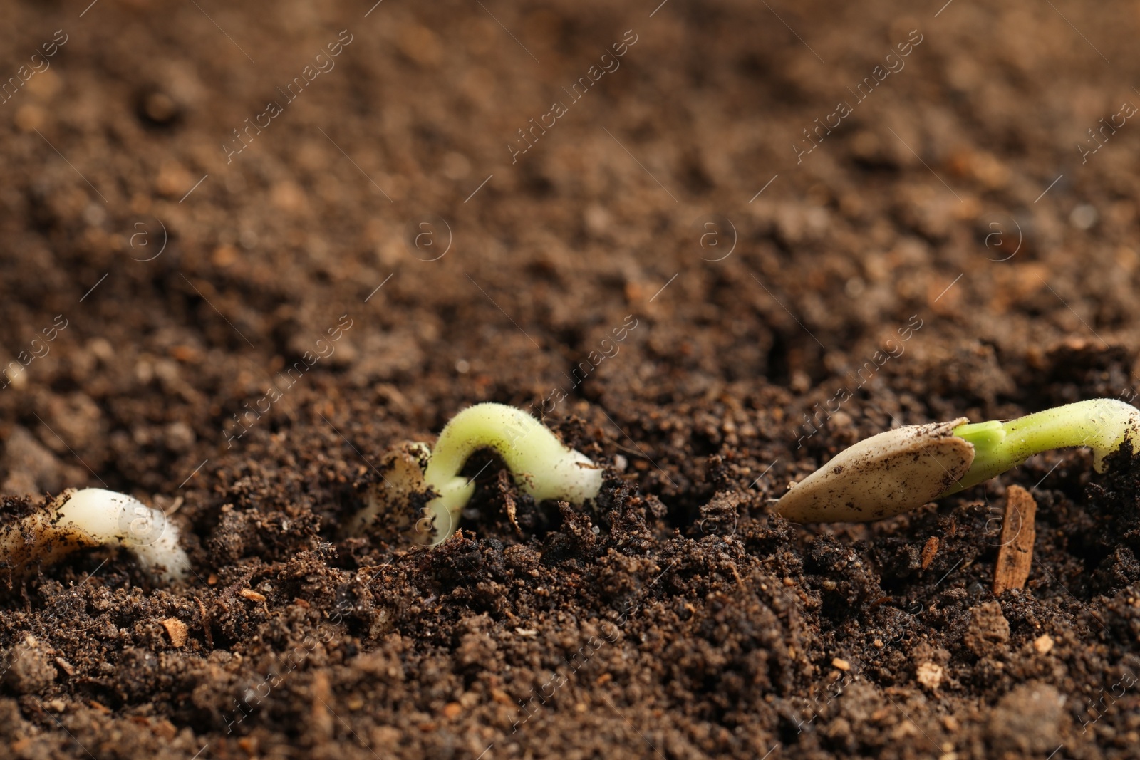 Photo of Little green seedlings growing in fertile soil