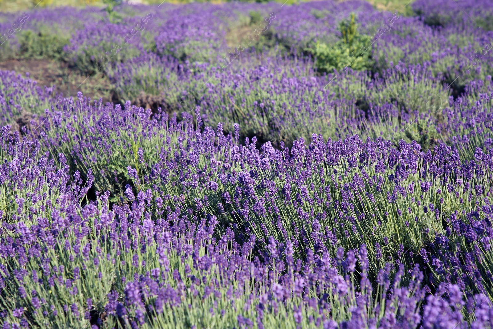 Photo of Beautiful view of blooming lavender growing in field