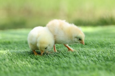 Two cute chicks on green artificial grass outdoors, closeup. Baby animals