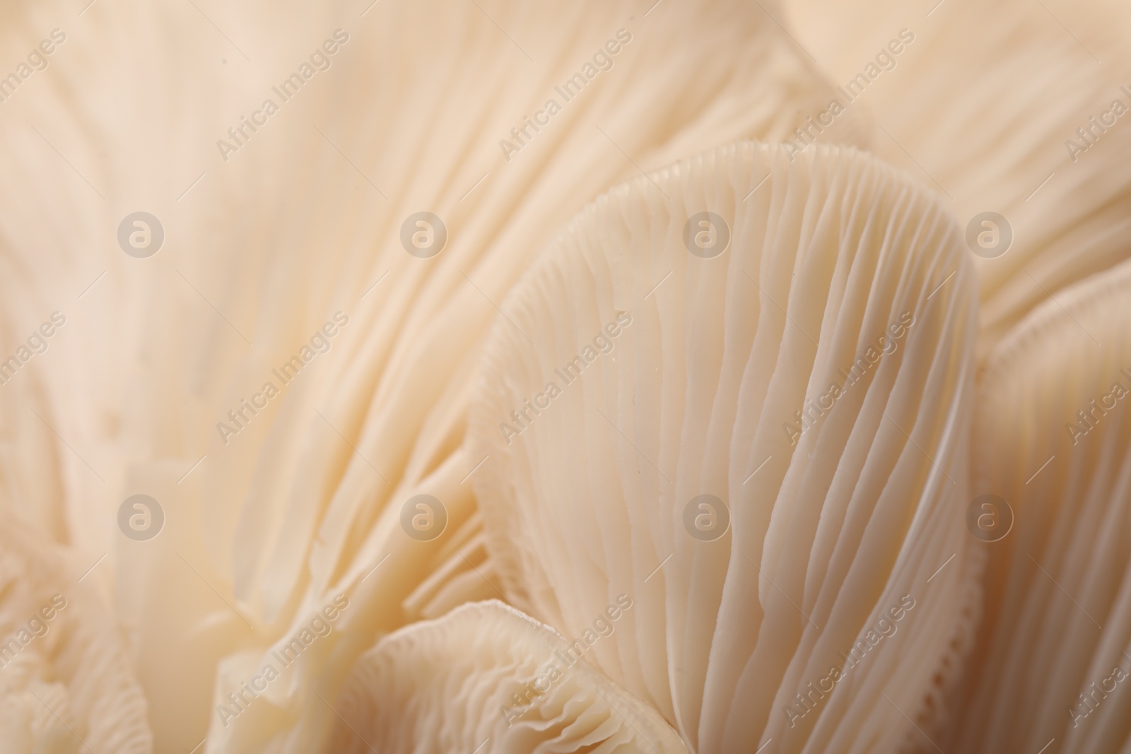 Photo of Fresh oyster mushrooms as background, macro view