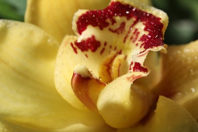 Closeup view of beautiful blooming orchid flower with dew drops