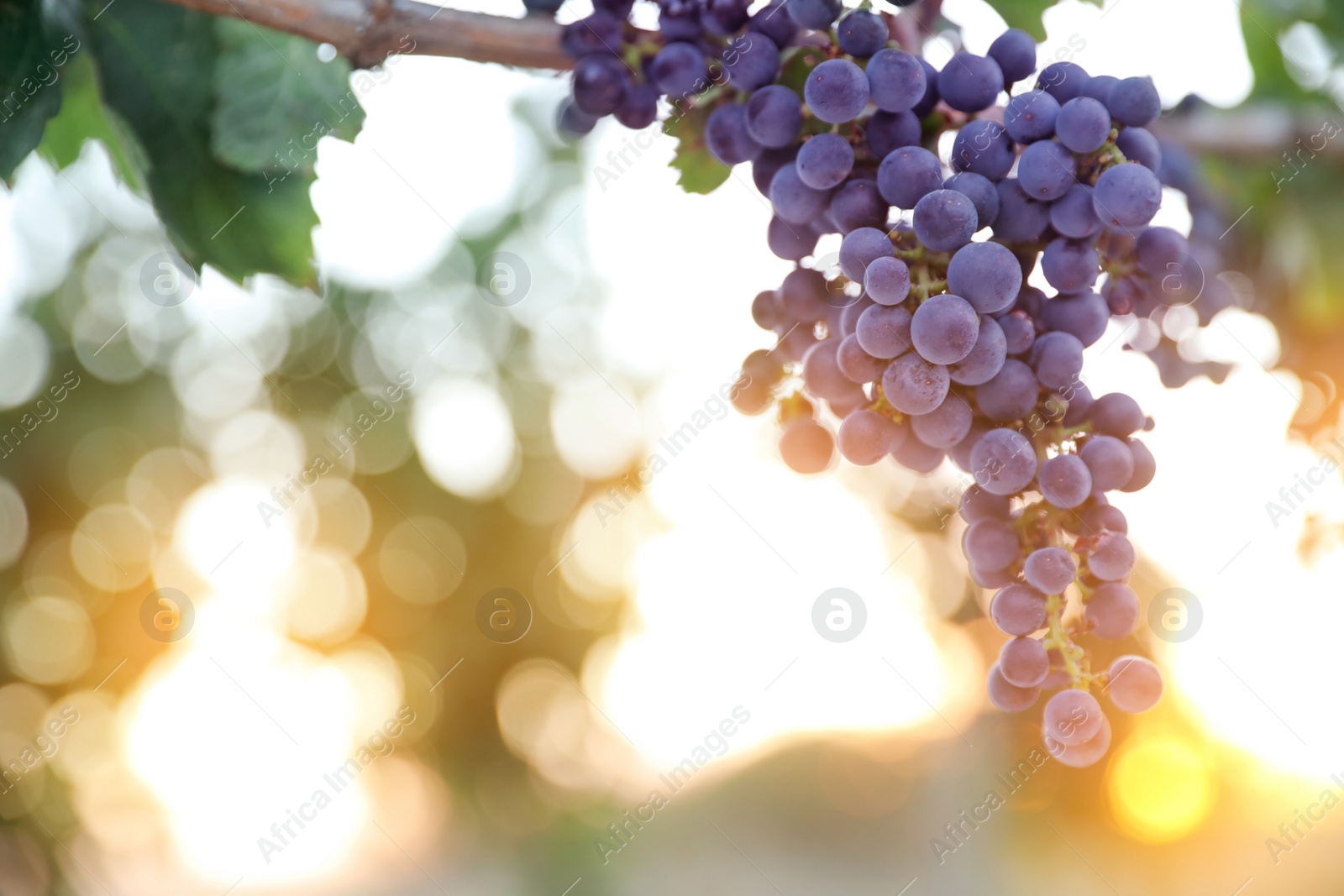 Photo of Bunch of ripe juicy grapes on branch in vineyard. Space for text