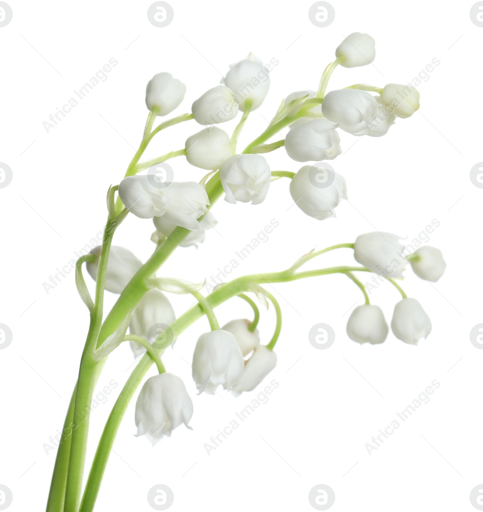 Photo of Beautiful lily of the valley flowers on white background