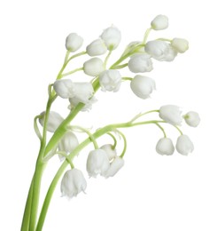 Beautiful lily of the valley flowers on white background