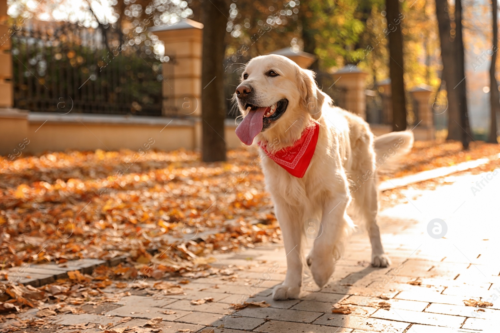 Photo of Funny Golden retriever in sunny autumn park