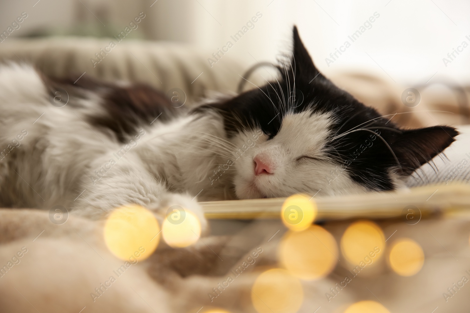 Photo of Adorable cat lying on blanket with open book, closeup