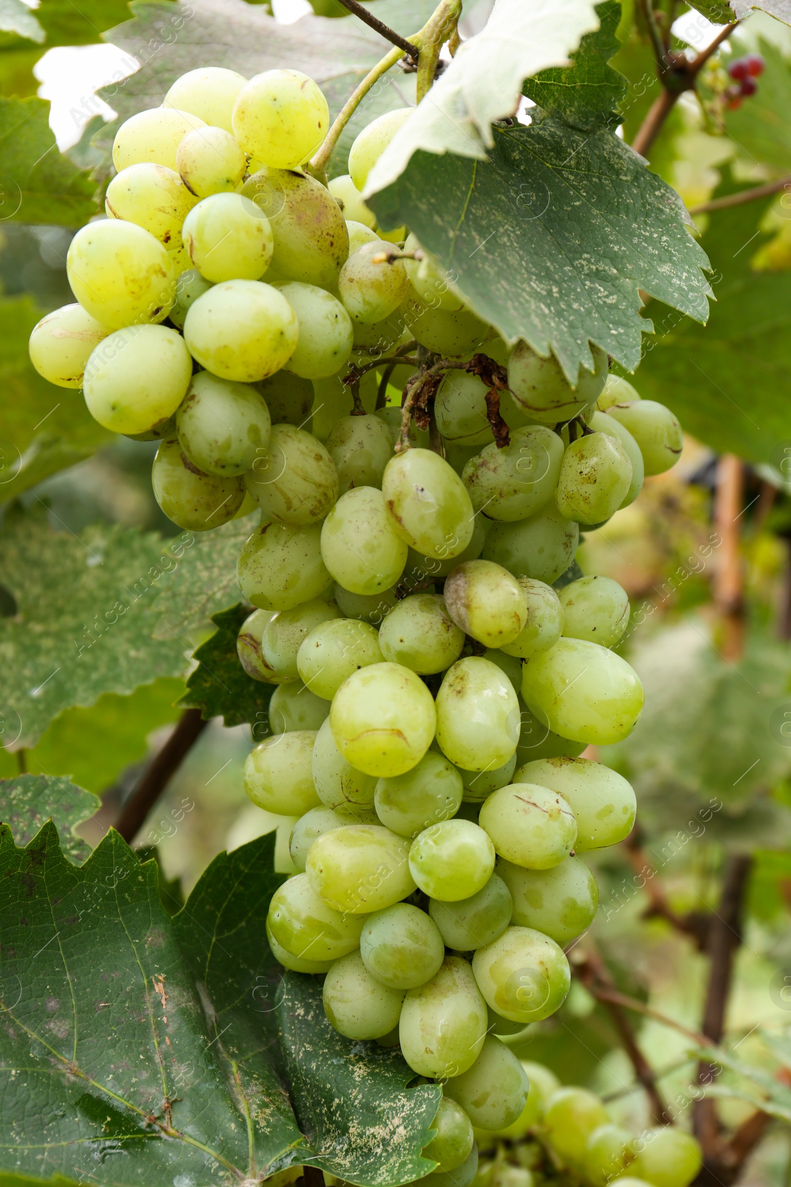 Photo of Delicious green grapes growing in vineyard, closeup