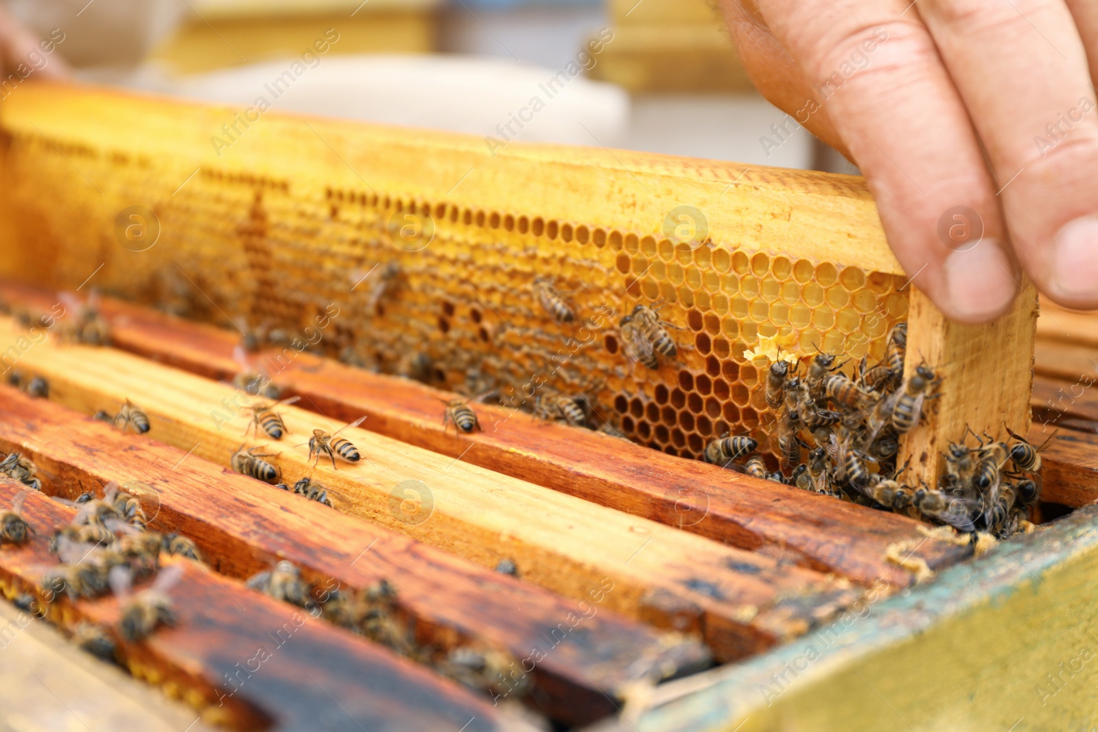 Photo of Beekeeper taking frame from hive at apiary, closeup. Harvesting honey