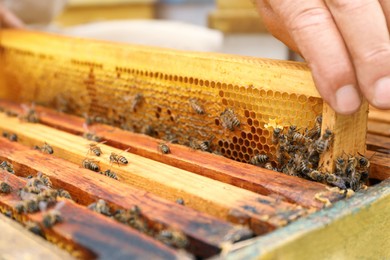 Beekeeper taking frame from hive at apiary, closeup. Harvesting honey